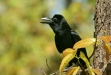 Large-billed Crow, Bandhavgarh National Park, Madhya Pradesh