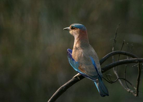 Indian Roller, Bandhavgarh National Park, Madhya Pradesh