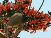 Bank Myna, Bandhavgarh National Park, Madhya Pradesh