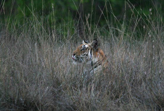 Tiger, Bandhavgarh National Park