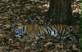 Tiger, Bandhavgarh National Park