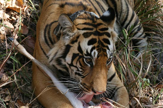 Tiger, Kanha National Park