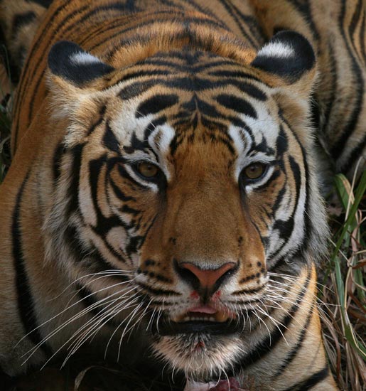Tiger, Kanha National Park
