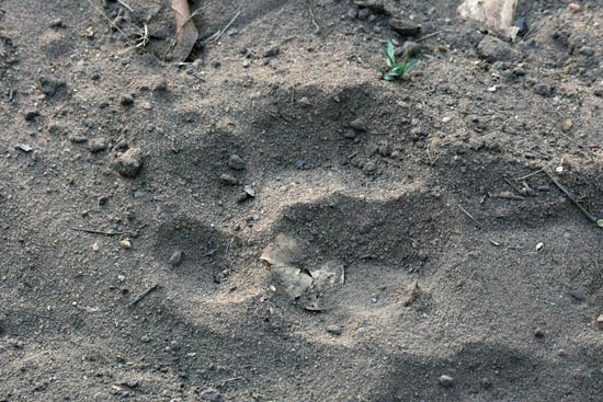 Tiger footprint, Bandhavgarh National Park