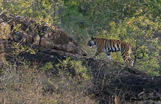 Tiger, Bandhavgarh National Park
