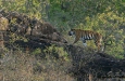 Tiger, Bandhavgarh National Park