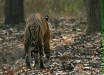 Tiger, Kanha National Park