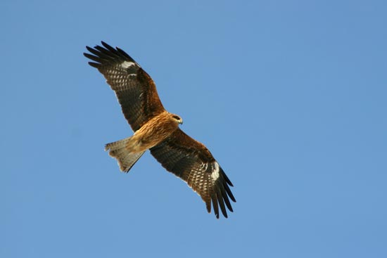 Black-eared Kite, Kushiro, eastern Hokkaido