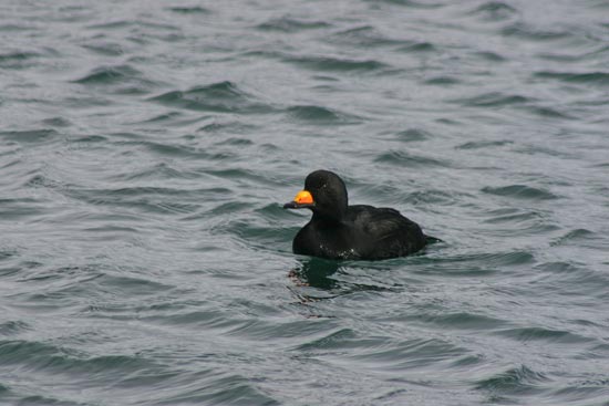 Black Scoter, eastern Hokkaido