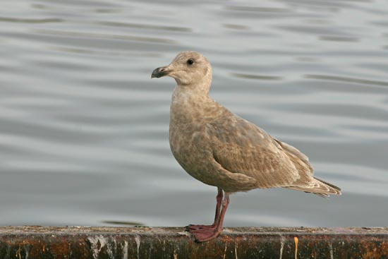Glaucous-winged Gull, Rausu, north-east Hokkaido