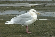 Glaucous Gull, Rausu, north-east Hokkaido