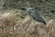 Grey Heron, Arasaki, Kyushu