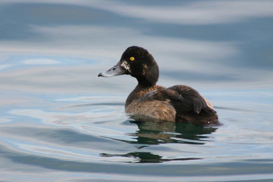 Greater Scaup, eastern Hokkaido