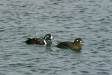 Harlequin Duck, eastern Hokkaido