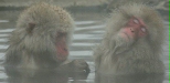 Japanese Macaques, Jigokudani Yaen-koen, Honshu