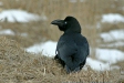 Large-billed Crow, Cape Nossapu, eastern Hokkaido