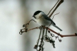 Marsh Tit, Lake Furen area, eastern Hokkaido