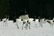 Red-crowned Cranes, eastern Hokkaido