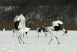 Red-crowned Cranes, eastern Hokkaido