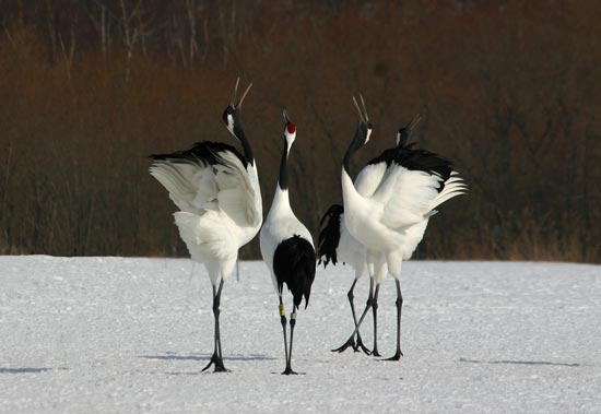 Red-crowned Cranes, eastern Hokkaido