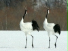 Red-crowned Cranes, eastern Hokkaido