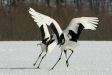 Red-crowned Cranes, eastern Hokkaido