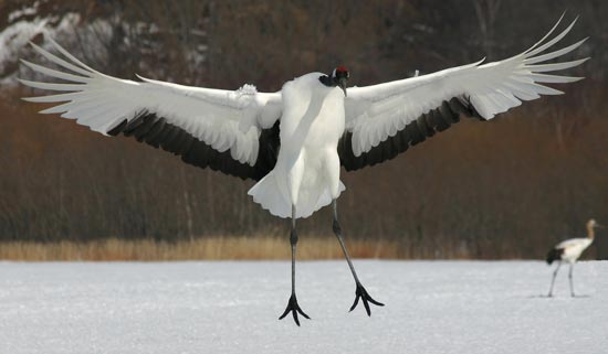 Red-crowned Cranes, eastern Hokkaido