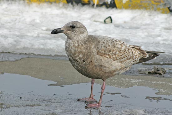 Slaty-backed Gull, Rausu, north-east Hokkaido