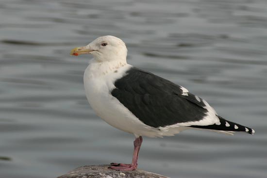 Slaty-backed Gull, Rausu, north-east Hokkaido