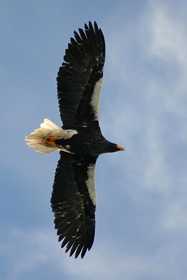 Steller's Sea Eagle, Rausu, north-east Hokkaido