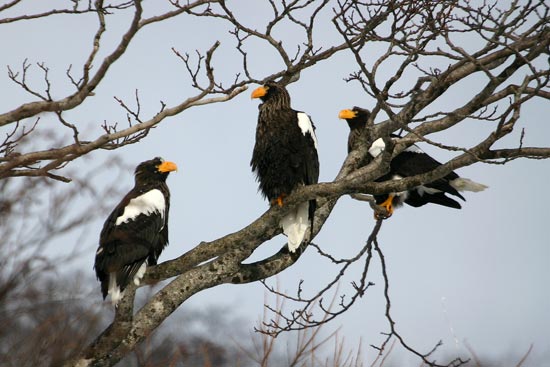 Steller's Sea Eagle, Rausu, north-east Hokkaido