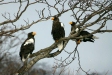 Steller's Sea Eagle, Rausu, north-east Hokkaido