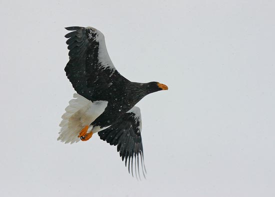 Steller's Sea Eagle, Rausu, north-east Hokkaido
