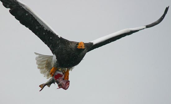 Steller's Sea Eagle, Rausu, north-east Hokkaido