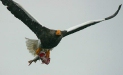 Steller's Sea Eagle, Rausu, north-east Hokkaido
