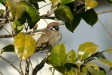 Tree Sparrow, Arasaki, Kyushu