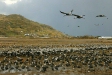 White-naped and Hooded Cranes, Arasaki, Kyushu