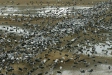 White-naped and Hooded Cranes, Arasaki, Kyushu
