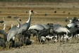 White-naped Crane, Arasaki, Kyushu