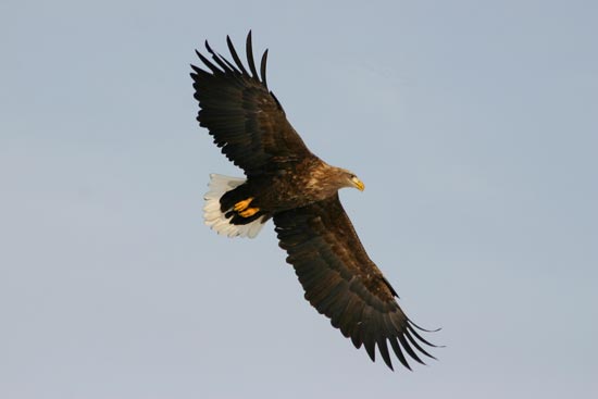 White-tailed Eagle, eastern Hokkaido