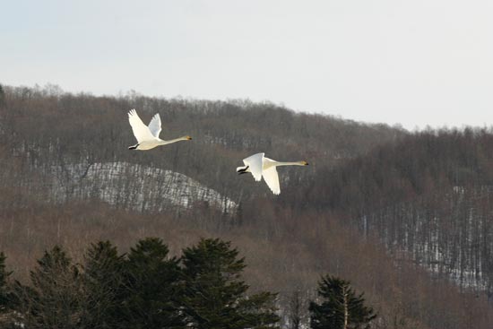 Whooper Swans, eastern Hokkaido