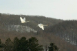 Whooper Swans, eastern Hokkaido