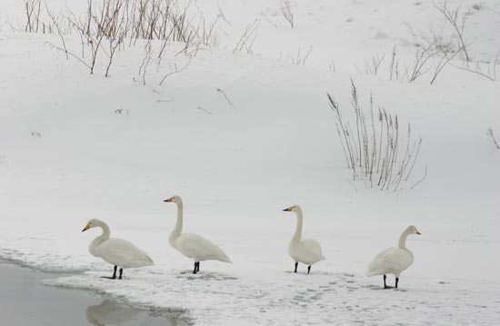 Whooper Swans, Rausu, north-east Hokkaido