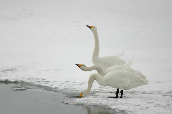 Whooper Swans, Rausu, north-east Hokkaido