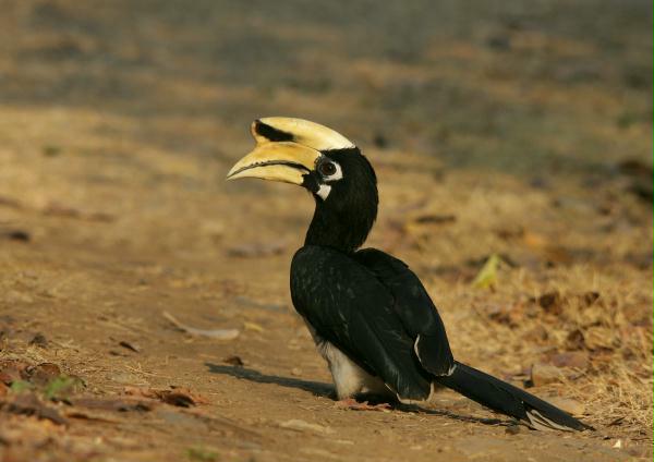 Oriental Pied Hornbill