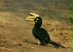 Oriental Pied Hornbill