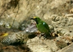 Golden-fronted Leafbird