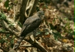 Crested Goshawk