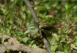 Striped Tit Babbler