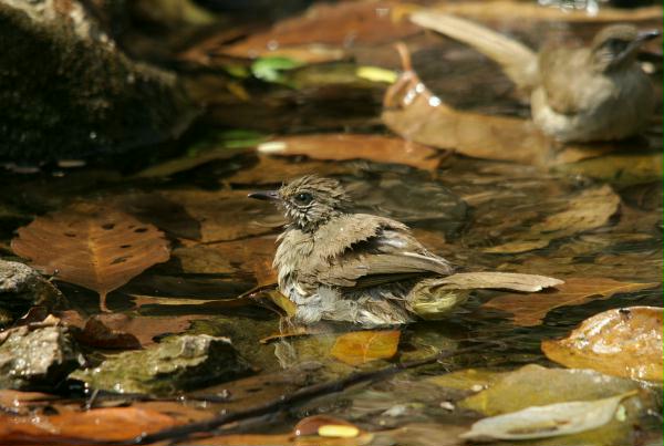 Streak-eared Bulbul